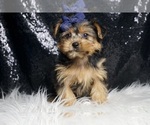 Small #1 Yorkshire Terrier