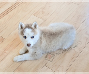 Pomsky Puppy for sale in KANSAS CITY, MO, USA