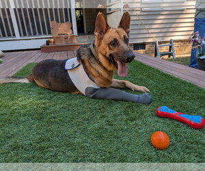 Bucky - COMING SOON! - Male German Shepherd Dog Dog for Adoption - Photo #4