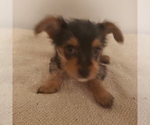Yoranian-Yorkshire Terrier Mix Puppy for sale in HUDDLESTON, VA, USA