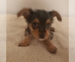 Small Photo #1 Yoranian-Yorkshire Terrier Mix Puppy For Sale in HUDDLESTON, VA, USA