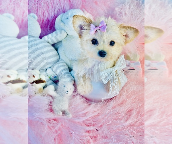 Medium Photo #7 Morkie Puppy For Sale in TAMPA, FL, USA