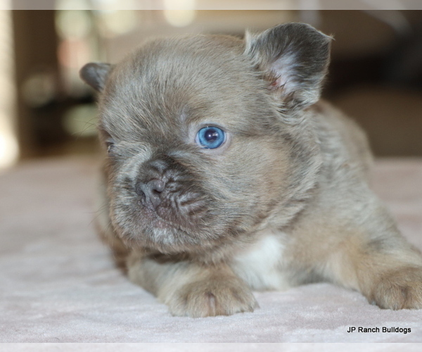 Medium Photo #2 French Bulldog Puppy For Sale in WINNSBORO, TX, USA