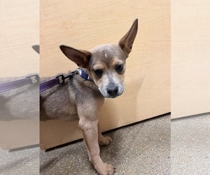 Mutt Dogs for adoption in Hinckley, IL, USA