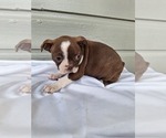 Puppy 1 Boston Terrier