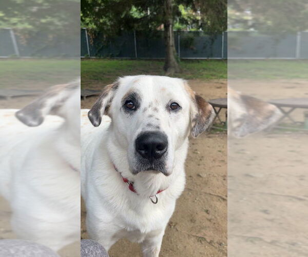 Medium Photo #3 Great Pyrenees-Unknown Mix Puppy For Sale in Brewster, NY, USA