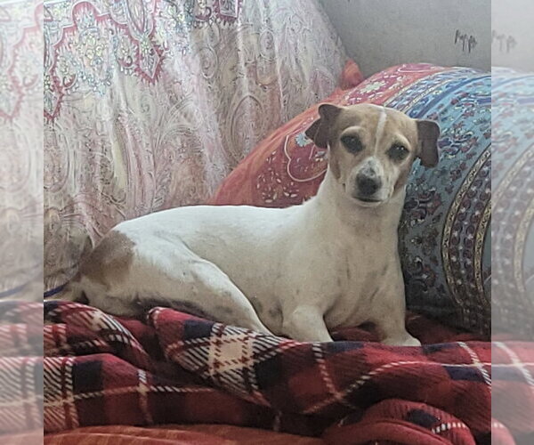 Medium Photo #2 Jack Russell Terrier-Unknown Mix Puppy For Sale in Bolivar, MO, USA