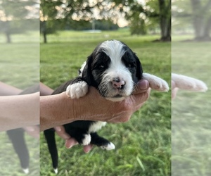 Sheepadoodle Puppy for sale in OOLTEWAH, TN, USA