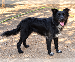 Mindi - Female Collie-Unknown Mix Dog for Adoption - Photo #3