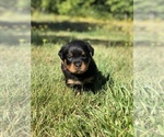 Small Photo #8 Rottweiler Puppy For Sale in BAINBRIDGE IS, WA, USA
