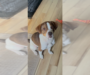 Beagle-Unknown Mix Dogs for adoption in Springdale, PA, USA