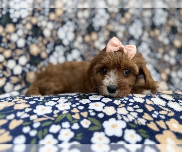 Medium Photo #8 Cavapoo (Miniature) Puppy For Sale in LAKELAND, FL, USA