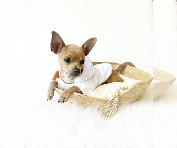 Medium Photo #1 Chihuahua Puppy For Sale in SACRAMENTO, CA, USA