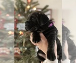 Small Photo #7 Cane Corso Puppy For Sale in SOULSBYVILLE, CA, USA