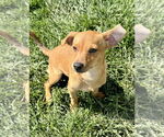 Small #4 Chihuahua Mix