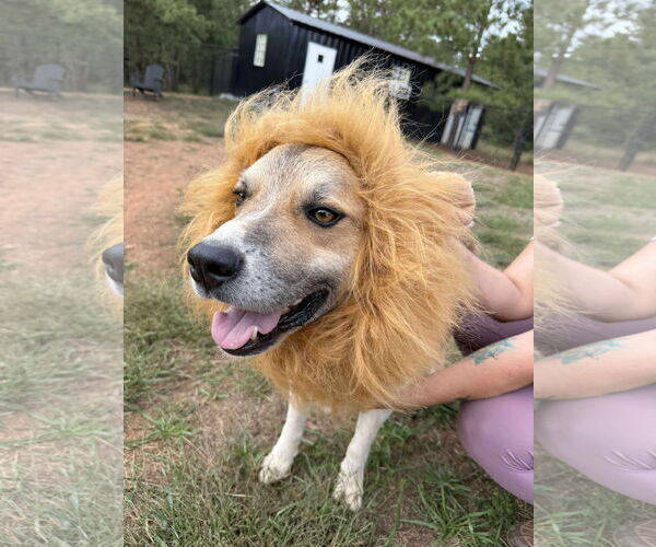 Medium Photo #4 Siberian Husky-Unknown Mix Puppy For Sale in Spring Lake, NC, USA