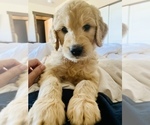 Small Photo #65 Goldendoodle Puppy For Sale in RATHDRUM, ID, USA