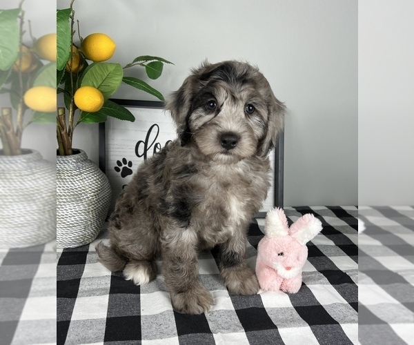 Medium Photo #3 Bernedoodle (Miniature) Puppy For Sale in FRANKLIN, IN, USA