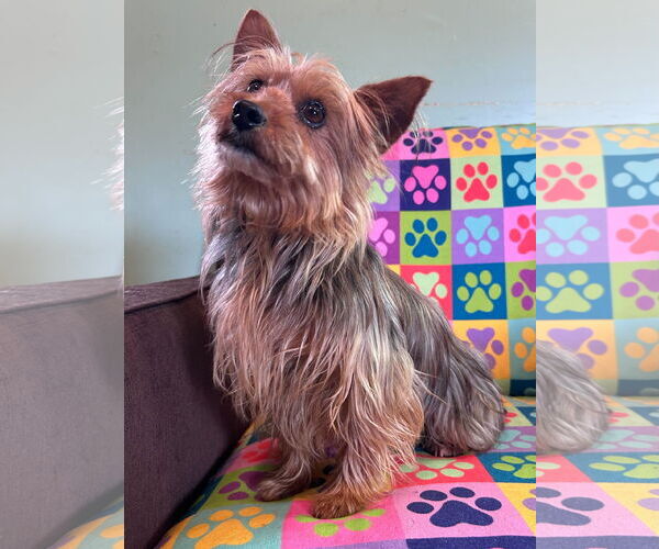 Medium Photo #8 Mutt Puppy For Sale in Pacolet, SC, USA