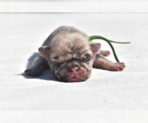 Pug Puppy for sale in PALM COAST, FL, USA