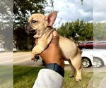 Puppy Tiny Tim French Bulldog