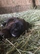 Small Photo #24 Boxer Puppy For Sale in AFTON, WY, USA