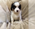 Small Photo #13 Australian Shepherd Puppy For Sale in EUSTIS, FL, USA