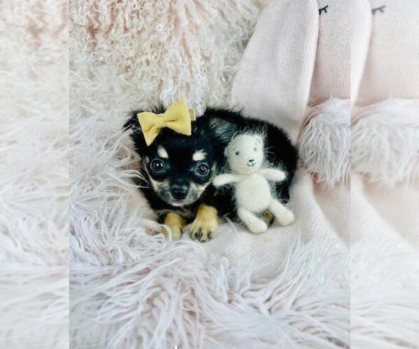 Medium Photo #4 Chihuahua Puppy For Sale in ORLANDO, FL, USA