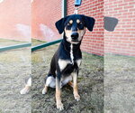 Small #9 Doberman Pinscher-Siberian Husky Mix