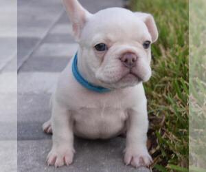 French Bulldog Puppy for sale in WESLEY CHAPEL, FL, USA