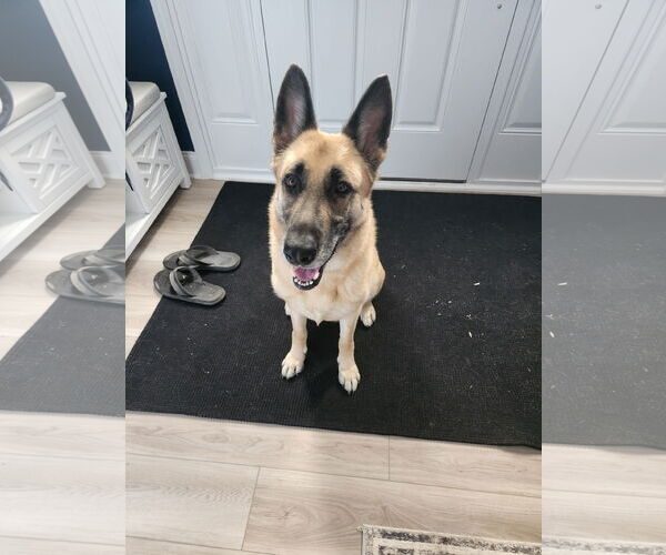Medium Photo #4 German Shepherd Dog Puppy For Sale in La Grange , NC, USA