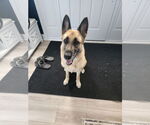 Small #3 German Shepherd Dog