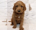 Puppy 5 Labradoodle