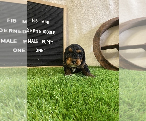 Medium Photo #2 Miniature Bernedoodle Puppy For Sale in CORALVILLE, IA, USA