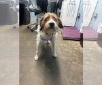 Small #1 Jack Russell Terrier Mix