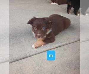 Australian Shepherd Puppy for sale in VANCOUVER, WA, USA