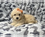 Small #2 Bichpoo
