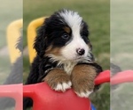 Small Photo #7 Bernese Mountain Dog Puppy For Sale in KILLBUCK, OH, USA