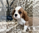 Small #1 Cavalier King Charles Spaniel
