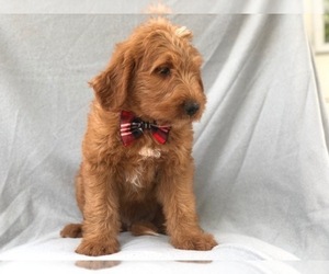 Labradoodle Puppy for sale in LAKELAND, FL, USA