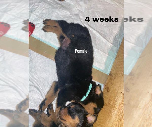 Medium Photo #2 Rottweiler Puppy For Sale in AIKEN, SC, USA