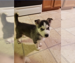 Siberian Husky Puppy for sale in JACKSONVILLE, NC, USA