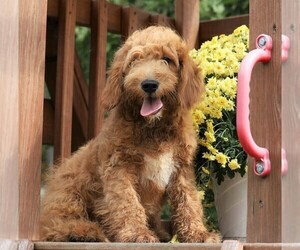 Goldendoodle (Miniature) Puppy for sale in FREDERICKSBG, OH, USA