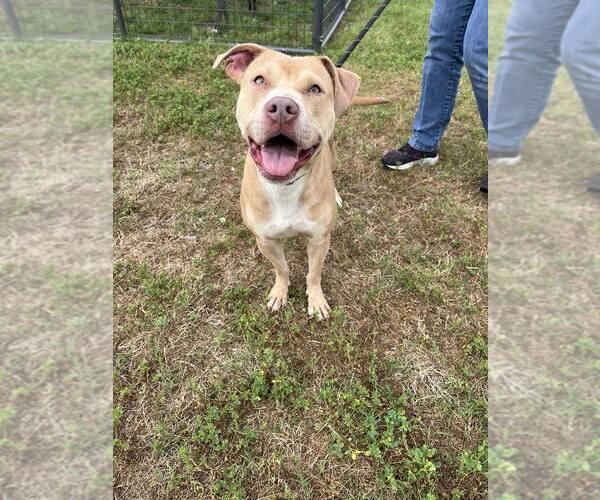 Medium Photo #3 Mutt Puppy For Sale in Abbeville, LA, USA