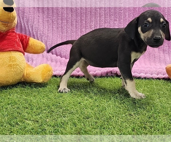 Medium Photo #11 Catahoula Leopard Dog Puppy For Sale in CUMBY, TX, USA