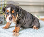 Small #1 Beabull