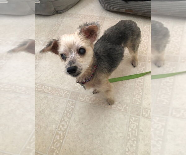 Medium Photo #4 Mutt Puppy For Sale in Raleigh, NC, USA