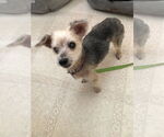 Small #3 Mutt