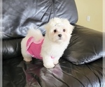 Puppy Carrot Maltese