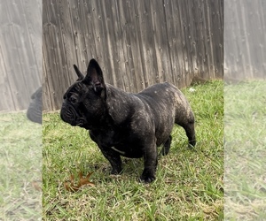 Mother of the French Bulldog puppies born on 01/13/2023